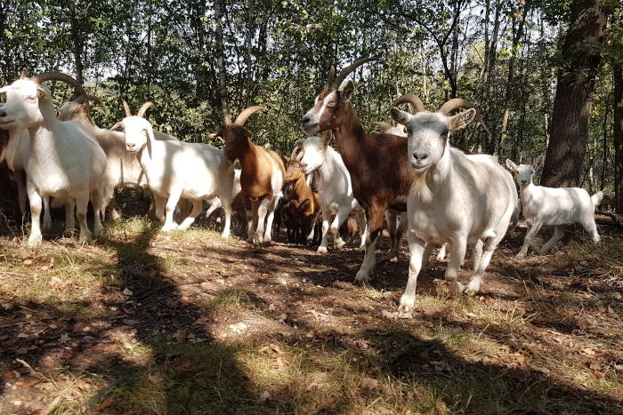 Eine Herde mit Ziegen und Schafen unterstützt den BUND Köln beim Naturschutz in der Dellbrücker Heide.