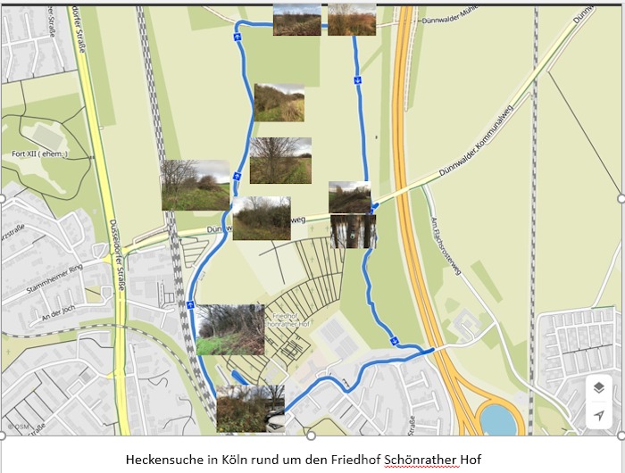 Heckensuche in Köln und um den Friedhof Schönrather Hof