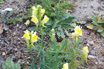 Ein Teil des Bürgerparks in Köln-Kalk ist gepflastert. Bereiche mit Fugenpflaster, wurden von Wildkräutern, wie dem Leinkraut (Linaria vulgaris) besiedelt.