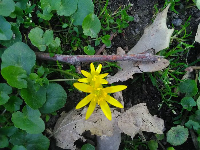 Ein blühendes Scharbockskraut