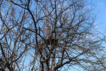 Ein Vogelnest im Baum einer Hecke.
