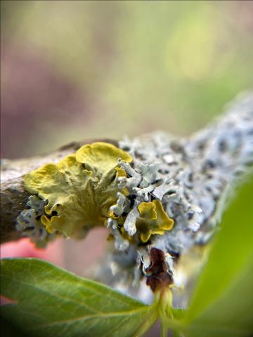 Gewöhnliche Gelbflechte (Xanthoria parietina)