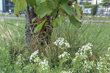 In der Nähe einer Gruppe von Zierkirschen im Bürgerpark Kalk wurde nicht vollständig gemäht, dadurch konnte sich hier z. B. Wiesenlabkraut (Galium mollugo) gut entwickeln.
