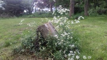 Auf dem Alten Friedhof wächst Saum um die Grabsteine.