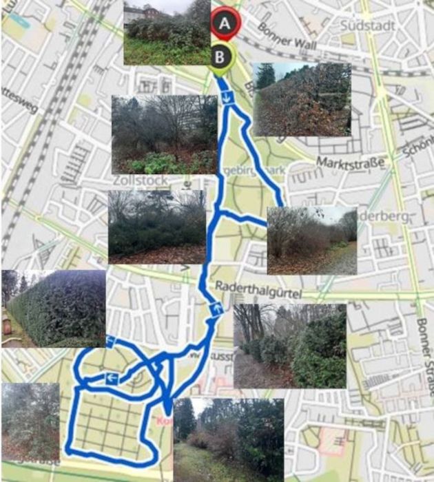 Hecken-Route des BUND Köln im Vorgebirgspark und Südfriedhof in Zollstock