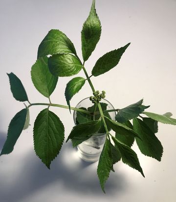 Schwarzer Holunder, Sambucus nigra, Heckenpflanze