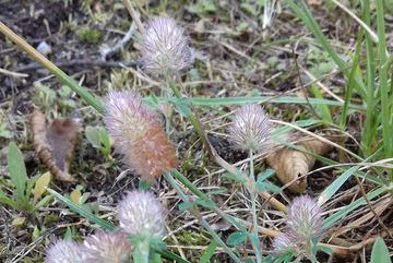 Hasenklee (Trifolium arvense) auf einer Baumscheibe im Bürgerpark Kalk.