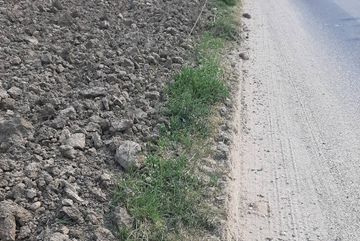 Wirtschaftswege in der Feldflur werden für und durch die großen landwirtschaftlichen Maschinen verbreitert. Hierdurch gehen wertvolle Kleinbiotope entlang des Wegesrandes verloren.