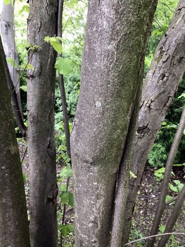 Haselnuss – Corylus avellana