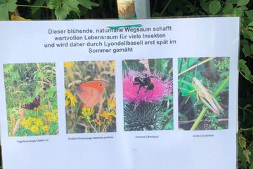 Das Hinweisschild weist auf die verschiedenen Insektenarten hin, welche in naturnahen Wegsäumen leben.
