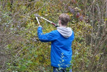 Die Hecke wird von einem freiwilligen Helfer zurecht geschnitten