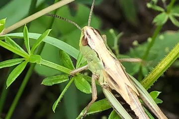 Ein Grashüpfer im Labkraut im naturnahen Wegsaum.