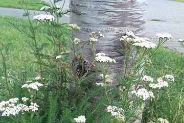Rund um eine Gruppe von Zierkirschen wurden im Bürgerpark Kalk, verschiedene Wildstauden wie z. B. Schafgarben (Achillea) stehengelassen.