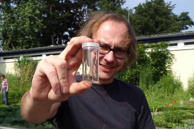 Eine eingefangene Wildbiene aus dem Schulgarten in einem Gläschen zur Beobachtung. Danach wurde sie wieder freigelassen.
