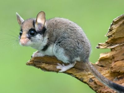Der Gartenschläfer (Eliomys quercinus).