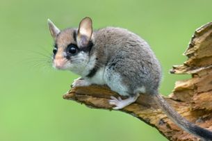 Gartenschläfer (Eliomys quercinus) 