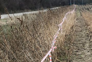 Zum Schutz wurde eine Trennung von dem bewirtschafteten Acker und dem Blühstreifen aufgestellt.