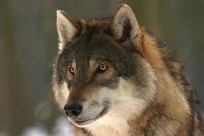 Wolfskopf