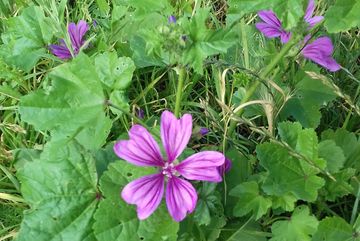In der Nähe des Breuerparks in Kalk, bemerkten Mitglieder des BUND Köln Baumscheiben ohne Bäume. Davon waren manche mit Wildkräutern, wie z. B. der Wilden Malve (Malva sylvestris) bewachsen.
