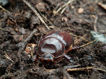 Weiblicher Nashornkäfer (Oryctes nasicornis)