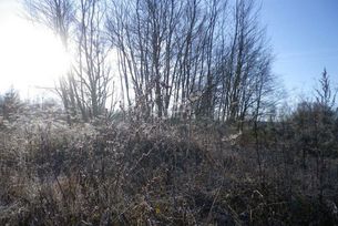 Winterimperssionen Dellbücker Heide