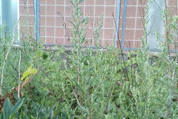 Gänsefüße (Chenopodium) dominieren in einem Zierbeet gegenüber Lorbeersträuchern im Bürgerpark Kalk.
