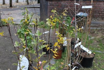 Die Pflanzen, die bestellt, anschließend im Garten verteilt und in den Boden gelassen wurden. Nun breiten sie ihre Wurzeln aus.