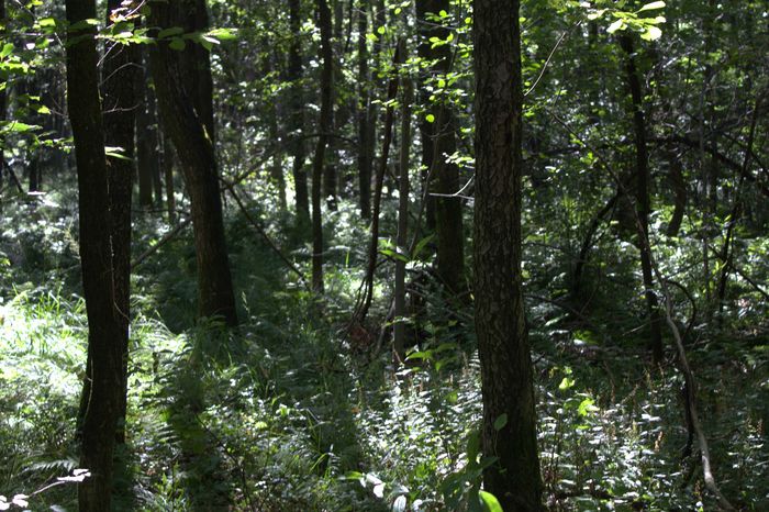 Landschaft Dünnwald