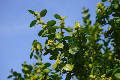 Die Frücht eines Buchsbaums (Buxus sempervirens).