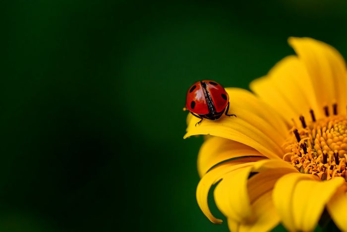Nach der Bundestagswahl finden die Koalitionsverhandlungen statt. Die Farben der Akteure lassen sich im Marienkäfer der auf einer Sonnenblume sitzt gut wiederfinden. 