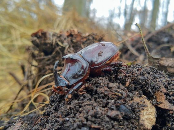 Männlicher Nashornkäfer (Oryctes nasicornis)