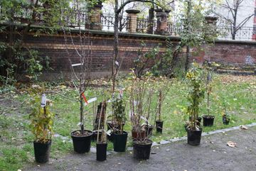 Die Pflanzen, die bestellt, anschließend im Garten verteilt und in den Boden gelassen wurden. Nun breiten sie ihre Wurzeln aus.