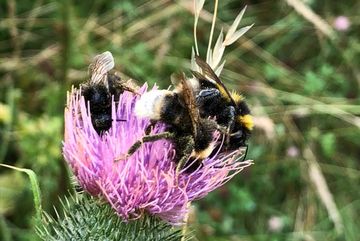 Hummeln auf einer Kratzdistel.