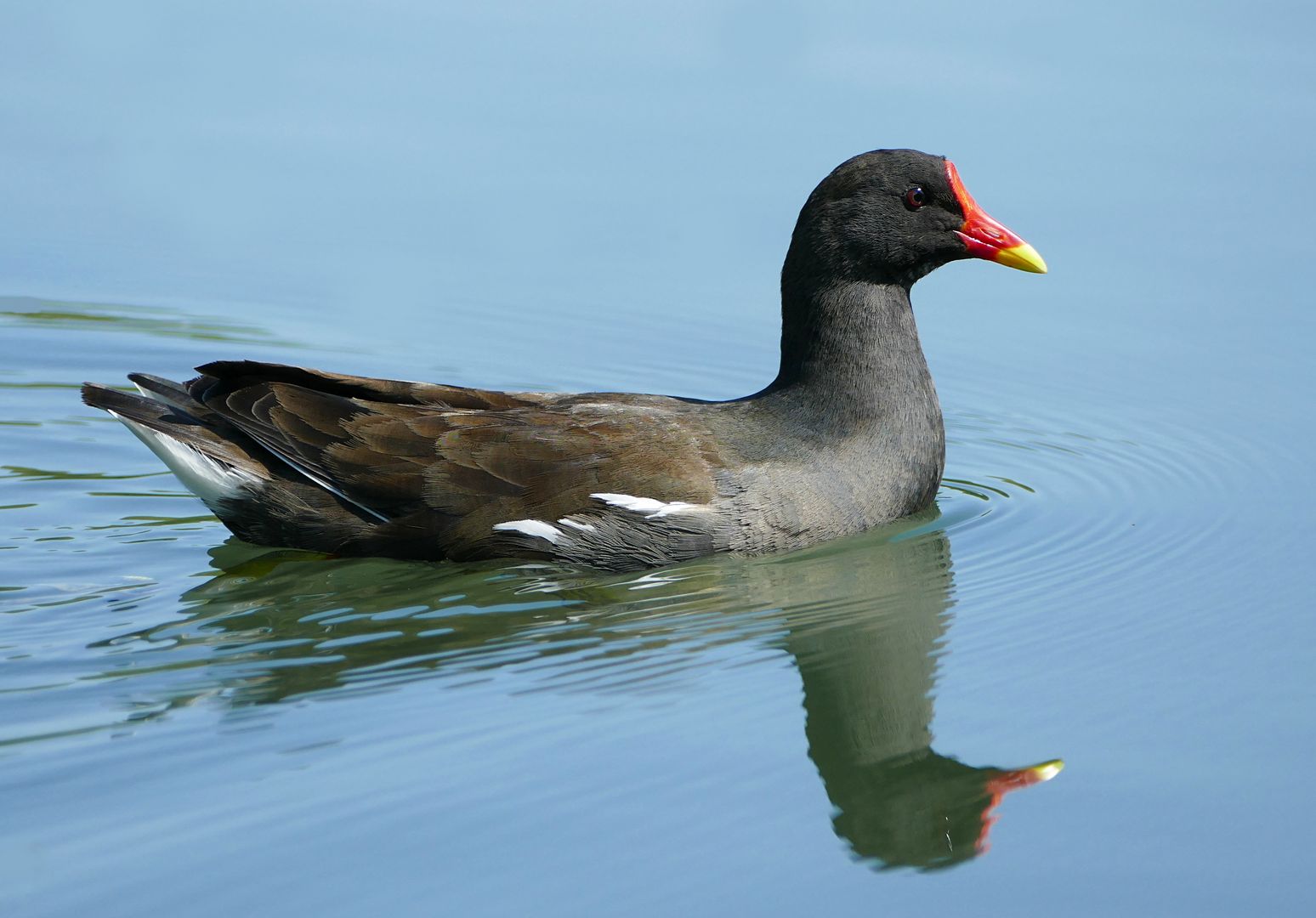 Das Bild zeigt ein Teichhuhn im Profil