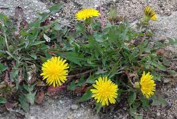 Wildkräuter wie Löwenzahn (Taraxacum), breiten sich zwischen Fugenpflaster im Bürgerpark in Köln-Kalk aus.