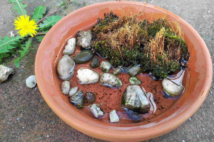 So kann eine ideale Insektentränke aussehen: Eine flache Schale mit Wasser gefüllt, ein paar unterschiedlich große Kieselsteine und etwas Moos für die kleinen Gäste
