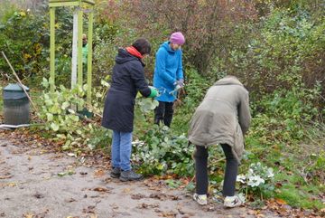 Brombeere wird aus den Hecken entfernt