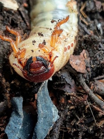 Engerling des Nashornkäfers (Oryctes nasicornis). Sichtbar sind Kopf und Mahlwerkzeug
