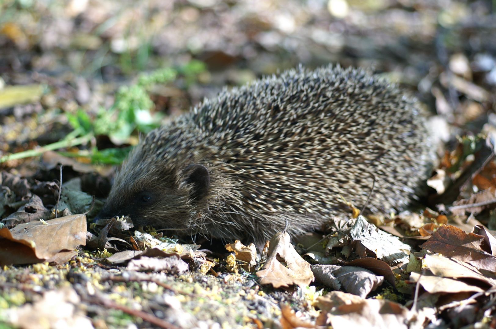 Das Foto zeigt einen Igel im Laub auf dem Jüdischen Friedhof