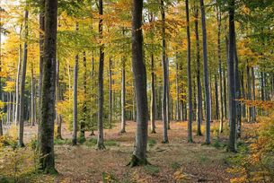 Laubwald Herbst Symbolbild