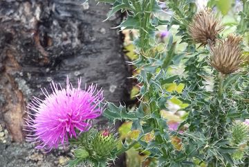 An Stellen wo im Bürgerpark Kalk nicht vollständig gemäht wurde, wie hier z. B. in der Nähe einer Gruppe von Zierkirschen, kann u. a. die Gewöhnliche Kratzdistel (Cirsium vulgare) gut wachsen.