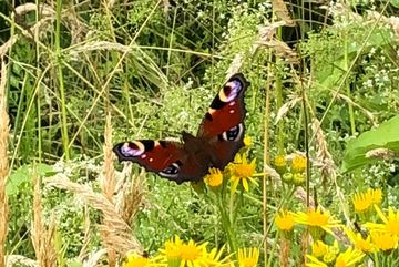 Tagpfauenaugen sind in naturnahen Wegsäumen zu finden.