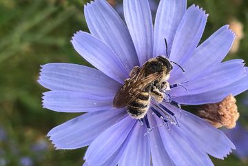 In den Blühstreifen leben Bienen.