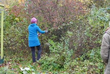 Brombeere wird aus der Hecke entfernt