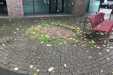 Es sind viele leere Baumscheiben zu sehen.