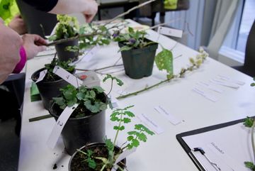 Das Pflanzen-Quiz des BUND Köln beim Saatgutfestival 2020 in der VHS.