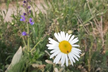 Die ersten Blüten auf dem Wall.
