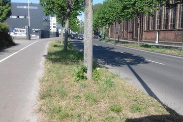 Die Patenschaftsfläche entlang der Dillenburger Strasse in Köln Kalk.