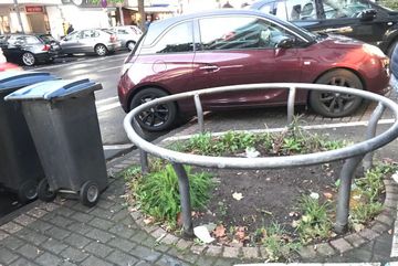 Einige Baumscheiben sind leer.