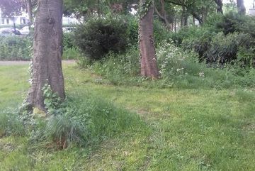 Der alte Friedhof in der Kapellenstraße enthält Linden, Buchen und Hainbuchen.